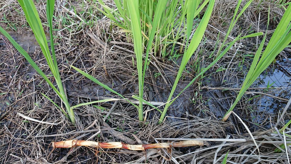 マコモは地下茎を伸ばして増えます-2019-05-23