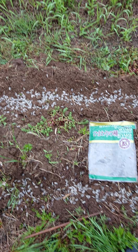 2ヵ所で500gずつのひまわりの種まきです-2019-05-28