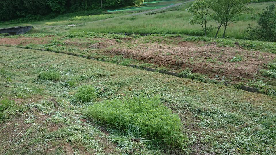 出雲に自生しているマコモをもらってこれないか、ついでにみてきます-2019-05-30