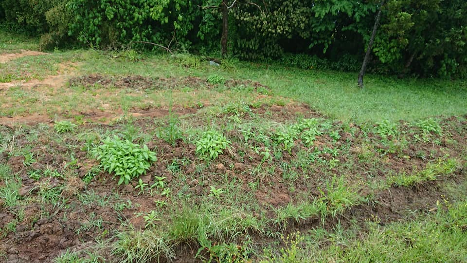 これはまとめて埋めたキクイモです-2019-05-28