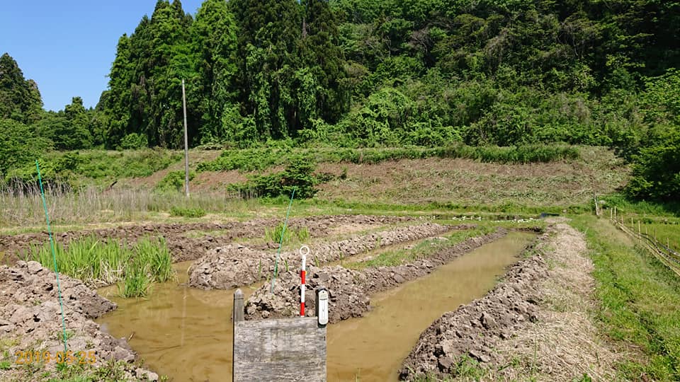 入江地区の草刈り終わった-2019-05-25