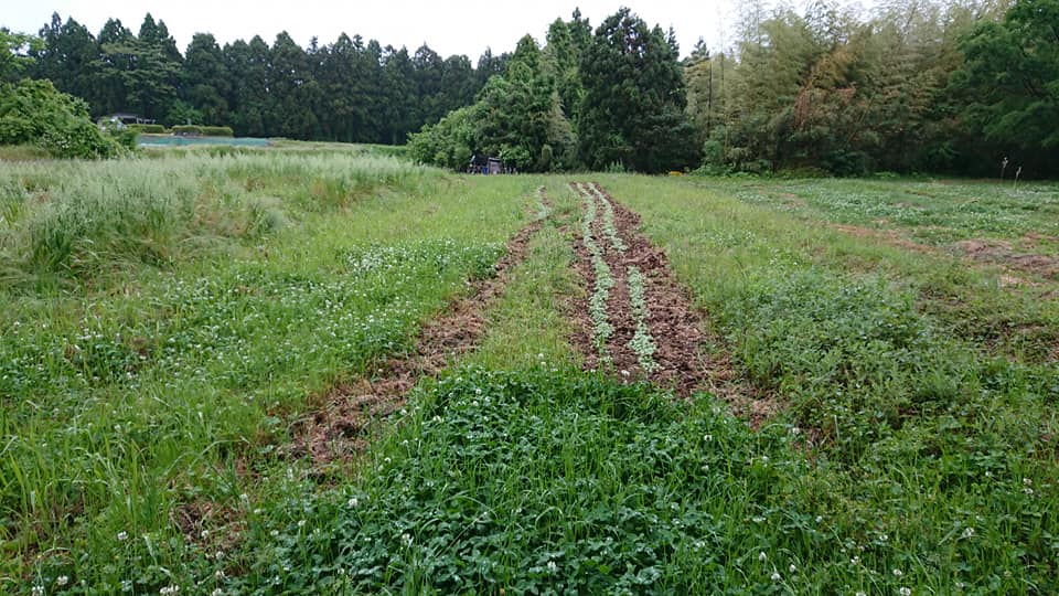 そばの種は発芽してました-2019-05-28