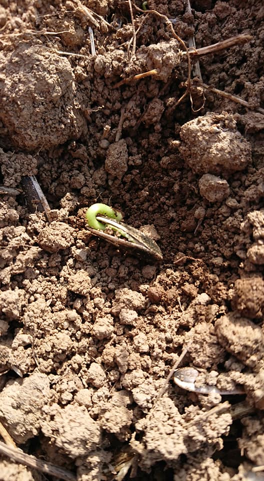 横浜中華街で食用に使っているひまわりの生の種は、一部が発芽してました-2019-06-02