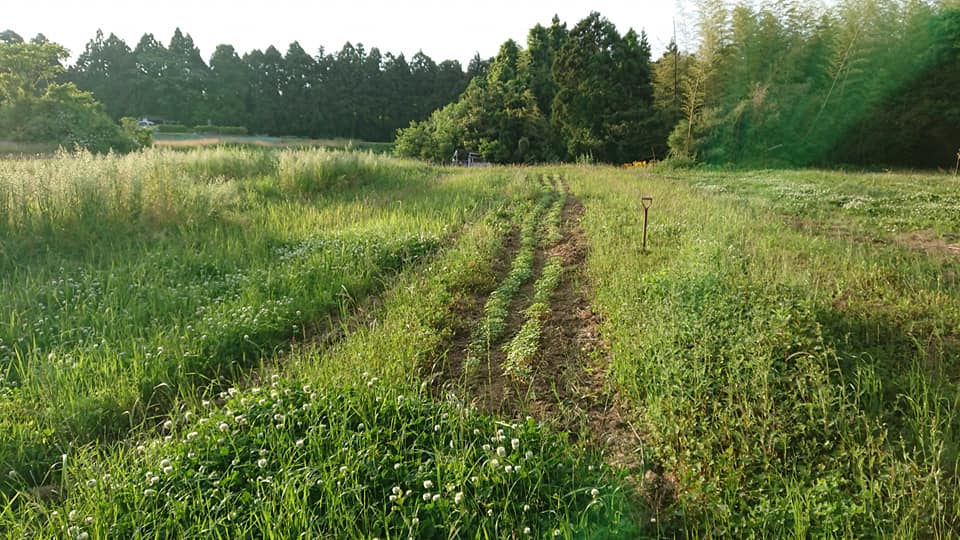 今日突然ここの畑2枚(2筆)を売ったからと地主さんに言われました-2019-06-02