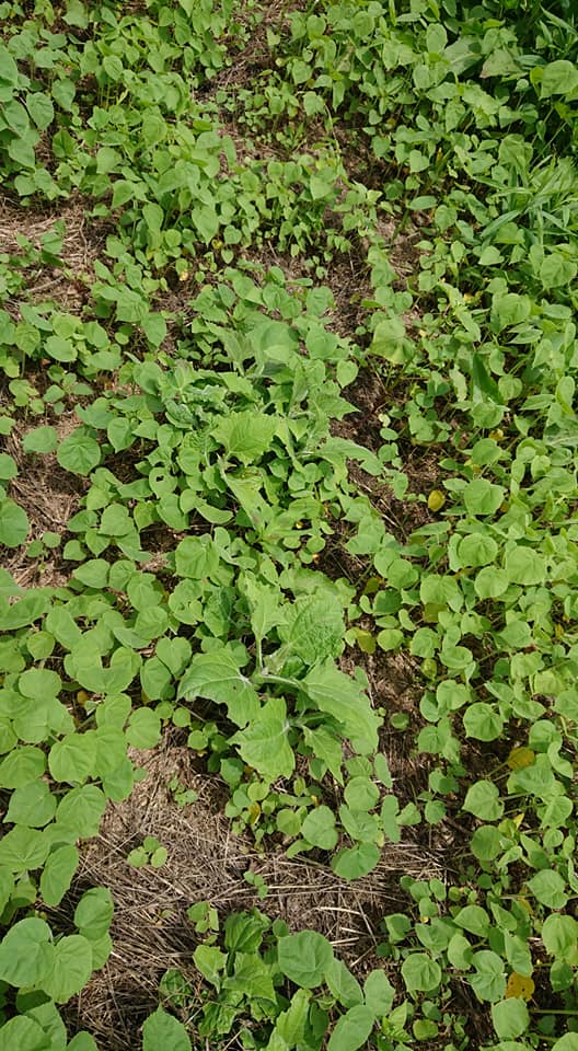 ヤーコンと雑草を見分けられるのが、ヤーコン生産者のプロってものだと思います-2019-06-21