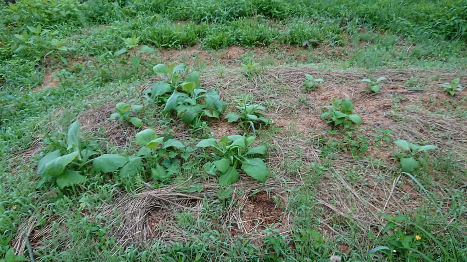 今年苗を買ったヤーコンの状態-2019-07-03