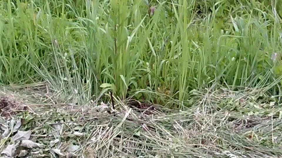 夏そばの隣にキジの巣があって母鳥がずっと卵を温めてます-2019-07-03