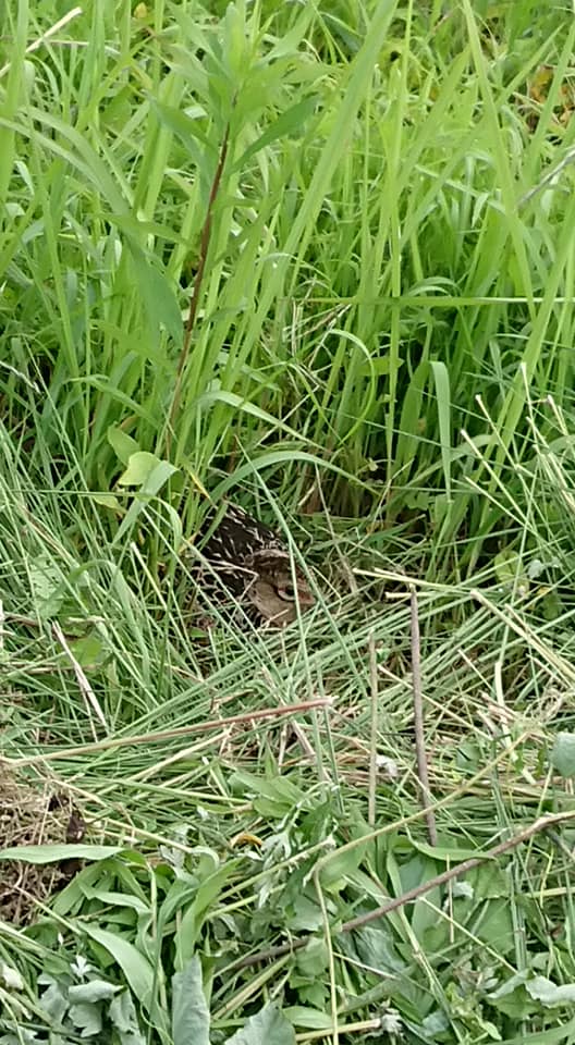 キジの卵を危うく草刈機で壊すところでした-2019-07-02