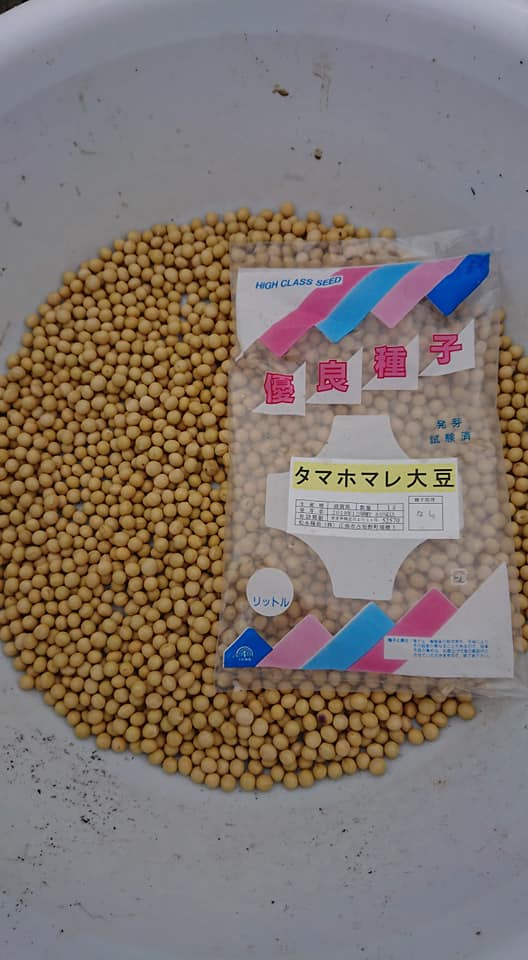 「たまほまれ」という品種の大豆です-2019-07-14