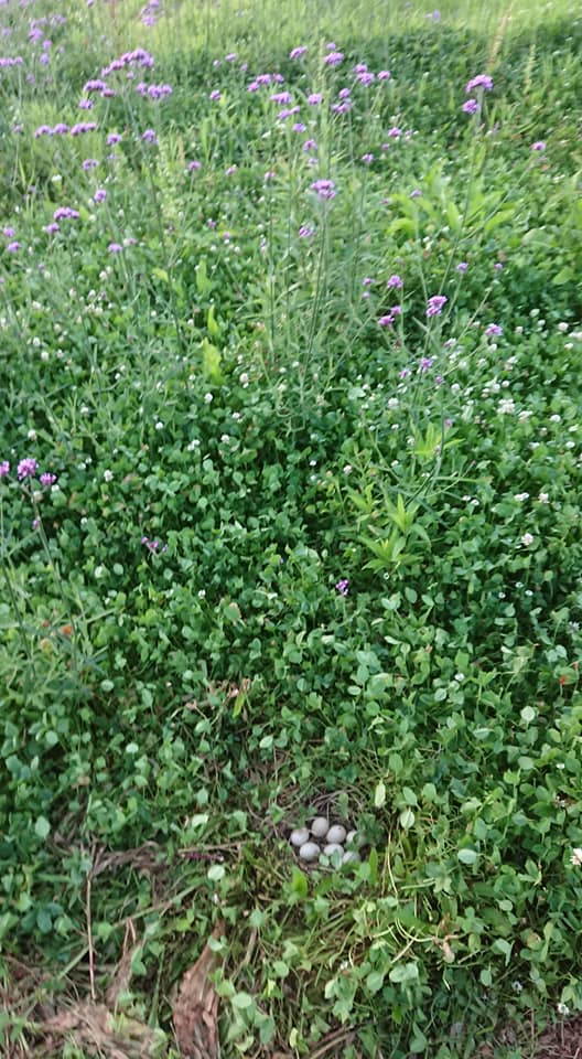 横浜中華街の「ひまわりの種」は順調に成長してる-2019-07-10