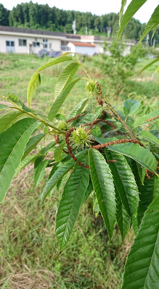 栗です。小さな実がついてきました-2019-07-15