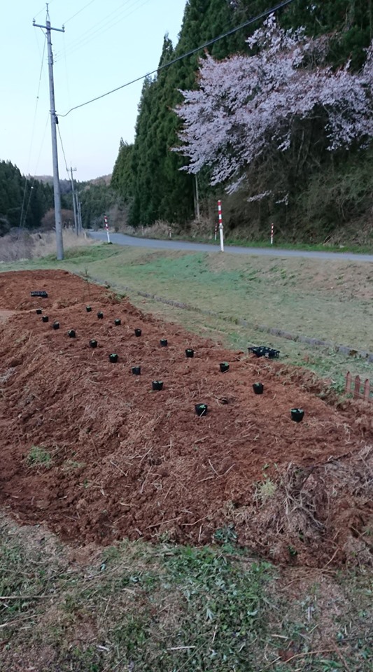 私はヤーコンの試作を始めて2年目です-2019-07-13