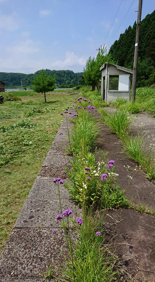 紫色の小さな花がたくさんある野草は、三尺バーベナ(ヤナギハナガサ)という南米原産の帰化植物でした-2019-07-24