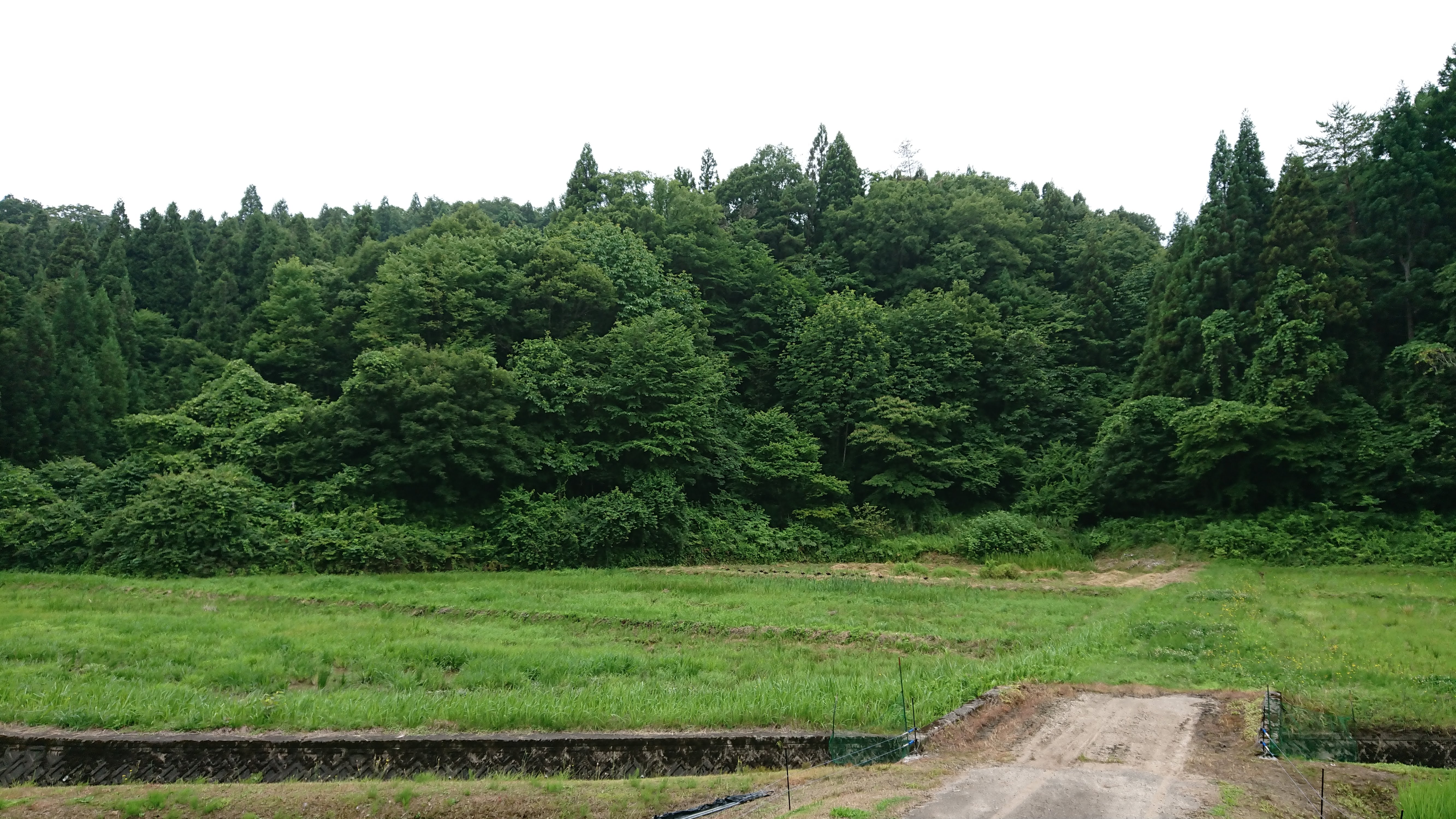 鴨が一列に並んでました-2019-07-18