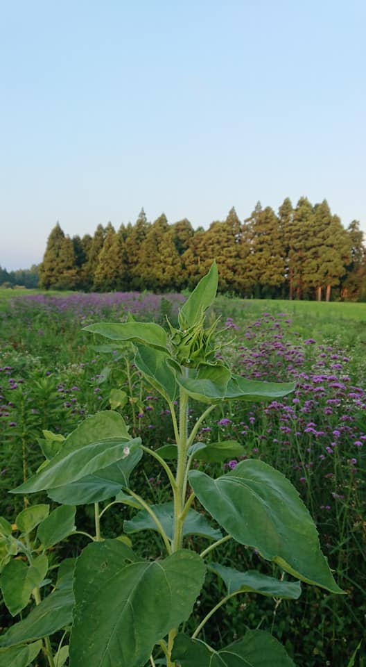 ひまわりもそろそろ開花です-2019-08-02