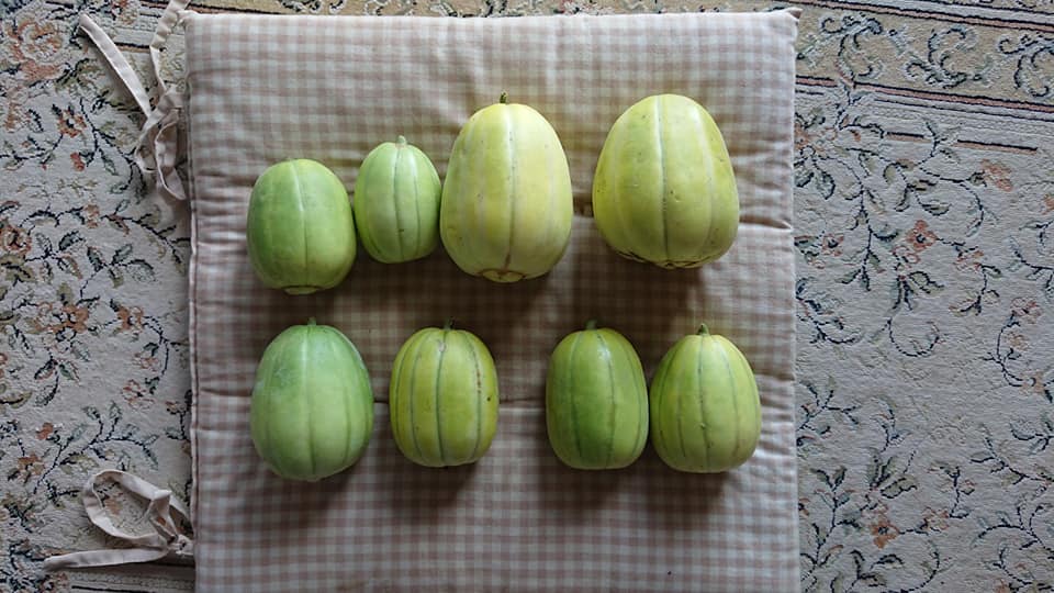 出雲メロンの早採りしたのをを森本石油さんに試食用に持って行きました-2019-08-15