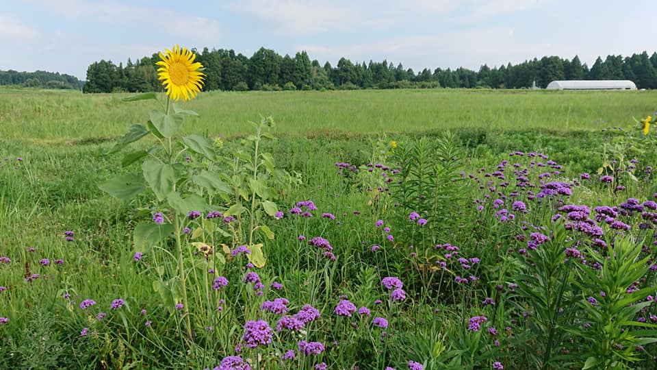 今年初めて横浜中華街の食用ひまわりの種を畑にまいてみました。結果はちゃんと花が咲きました-2019-08-08