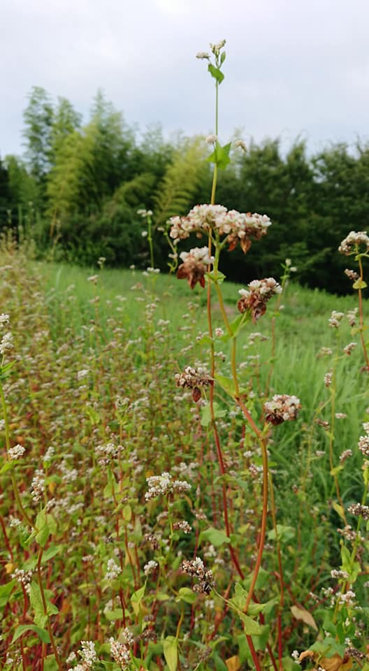 台風10号が来ていた昨日8月15日(木)の夏ソバの様子です。予想どおりというか花が咲いても実がつきませんでした-2019-08-16