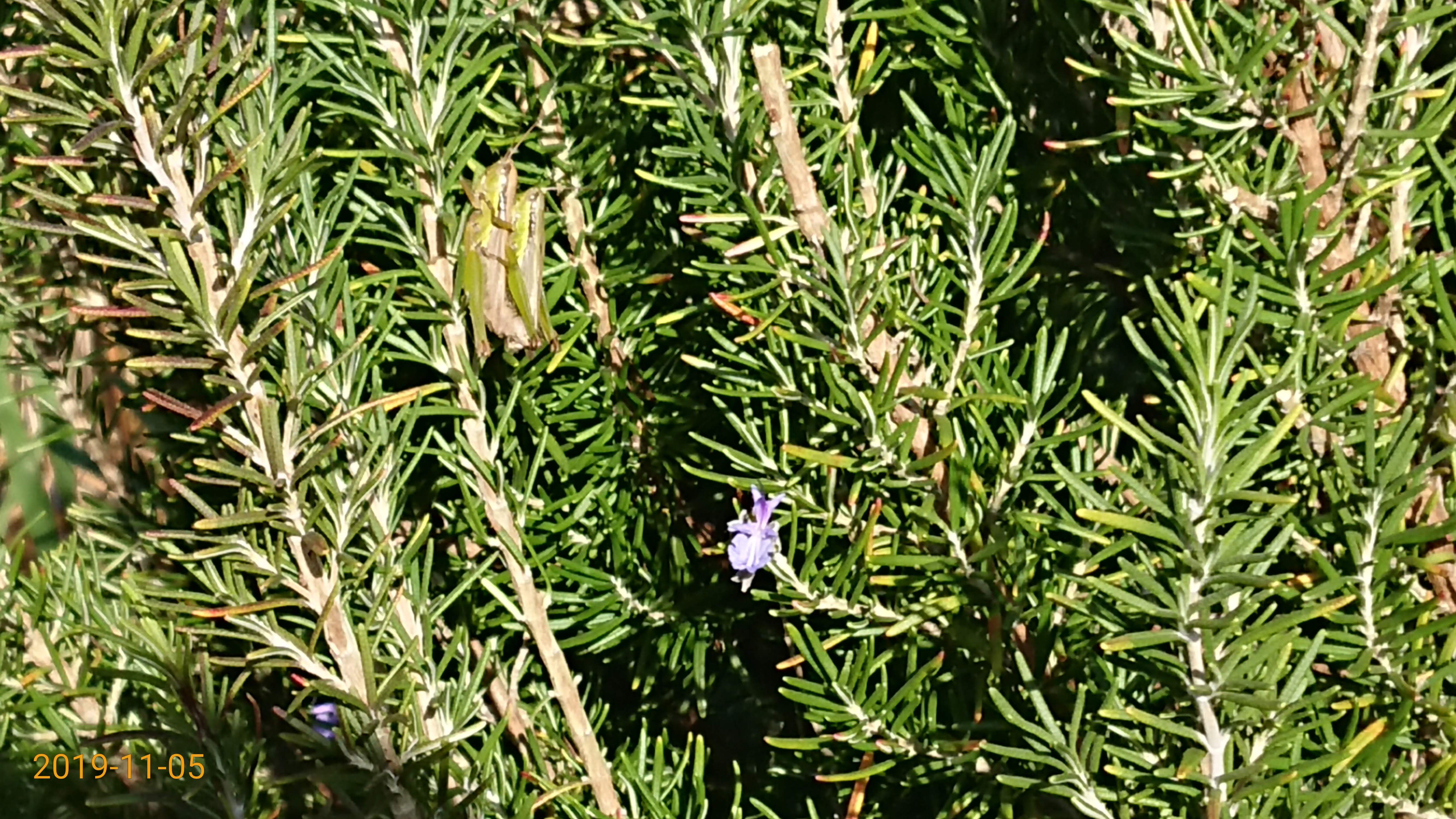 料理用でローズマリーを出荷してみました-2019-11-15