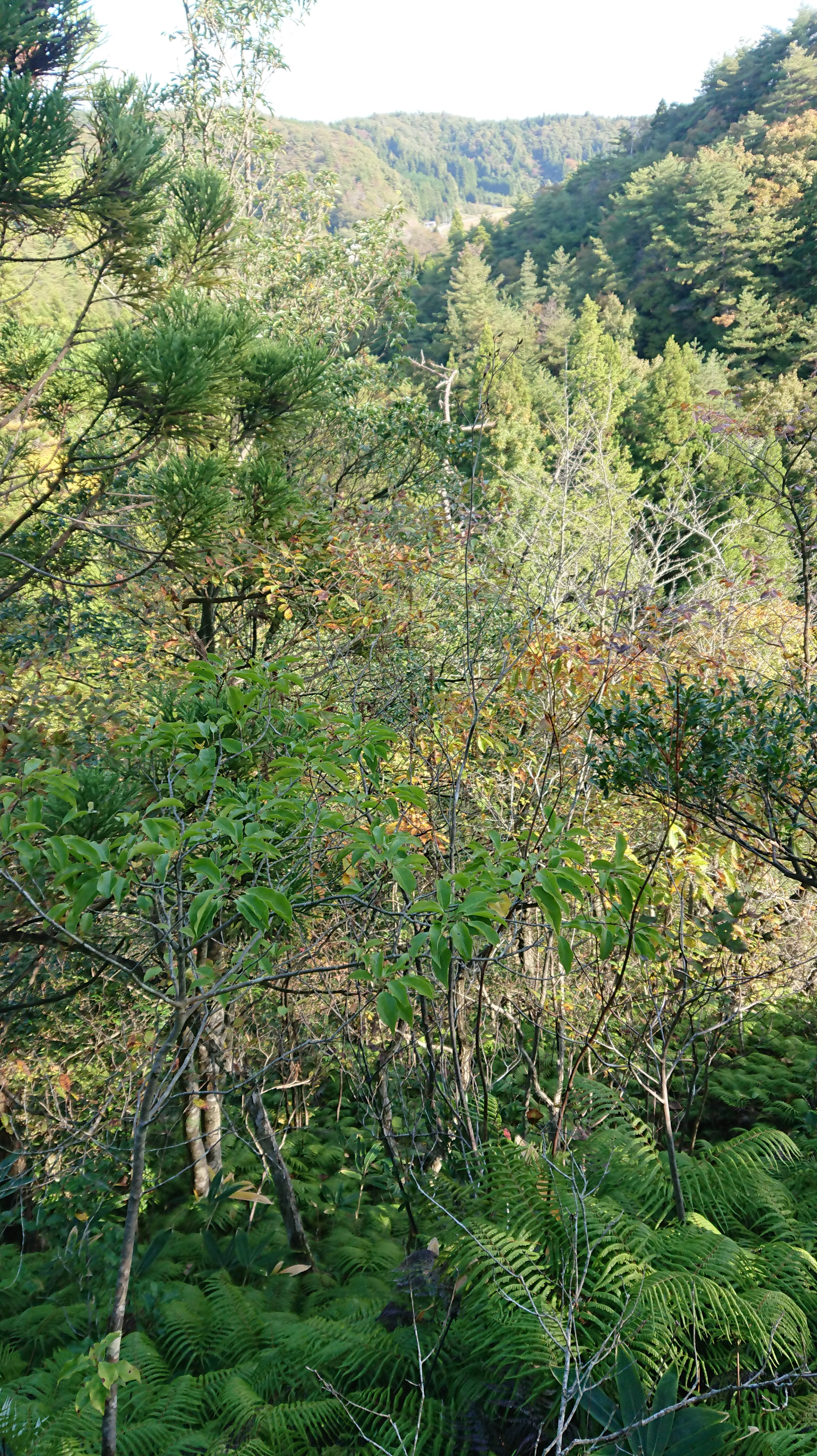 今年もウラジロ採取を始めました-2019-11-09