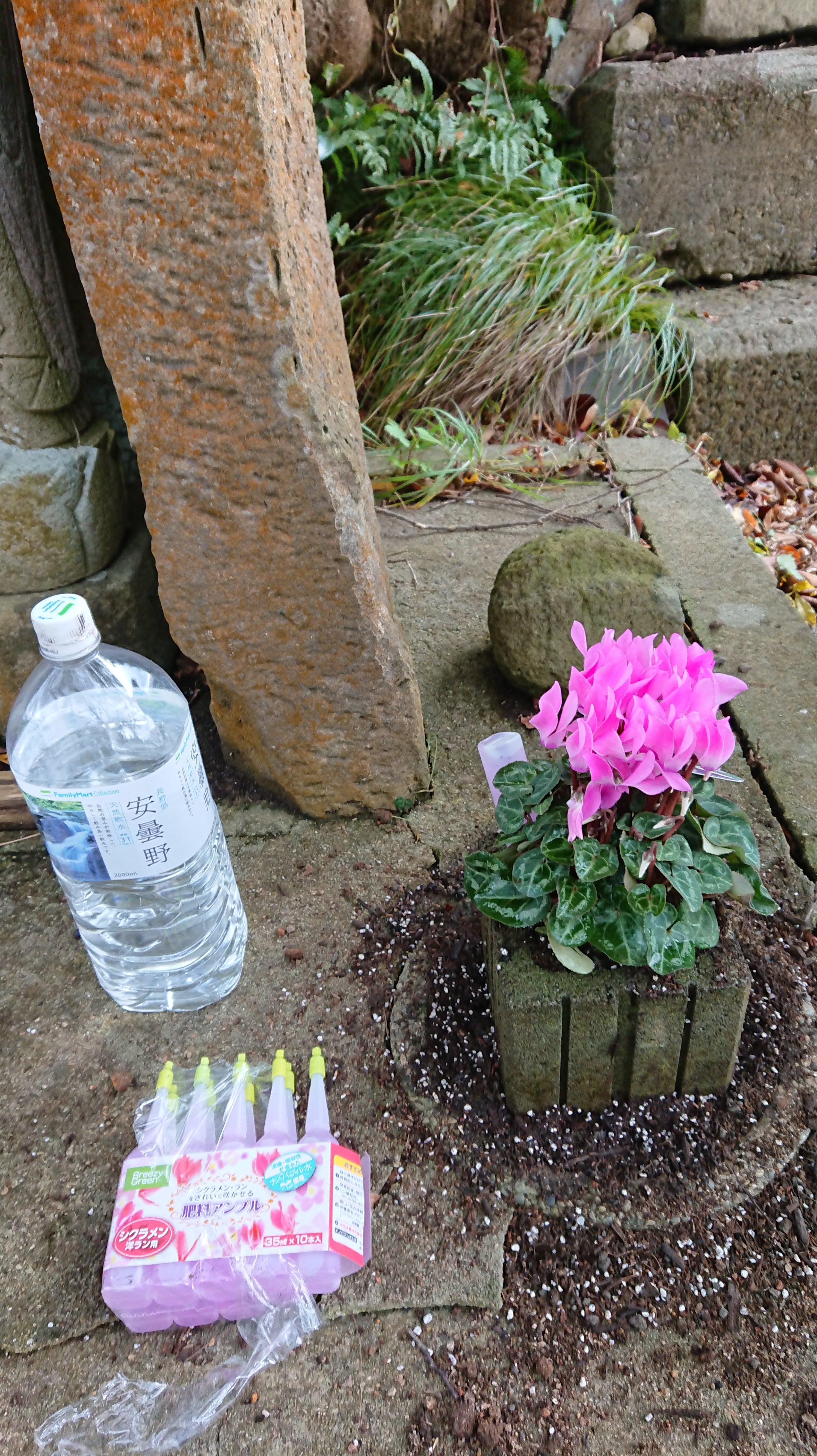 今年の冬のお地蔵さんのお供えの花はシクラメンにしました-2019-11-16
