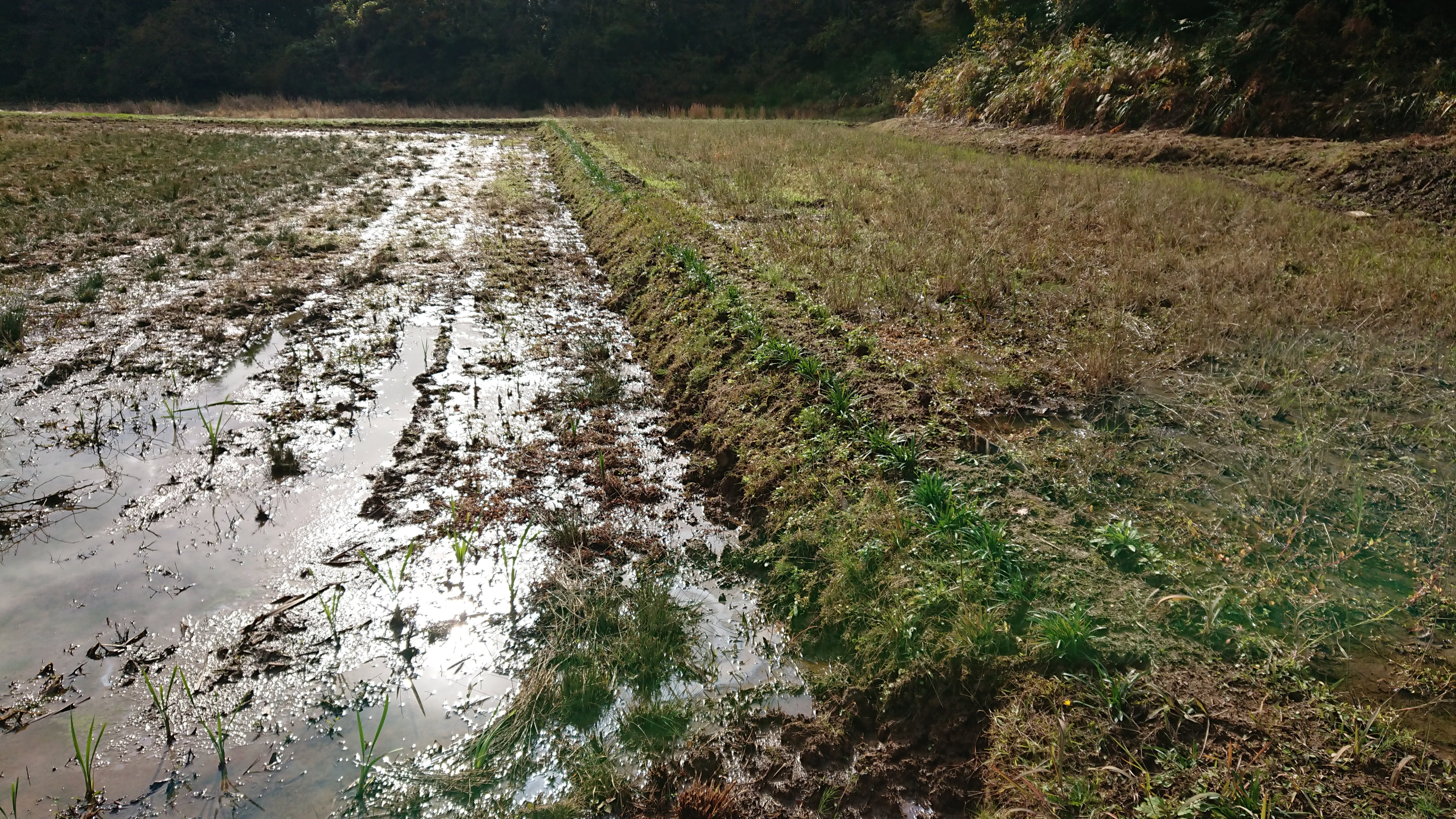 いのしし避けの仕組みだけれど、昔の人の知恵で(彼岸花）もあります-2019-11-19