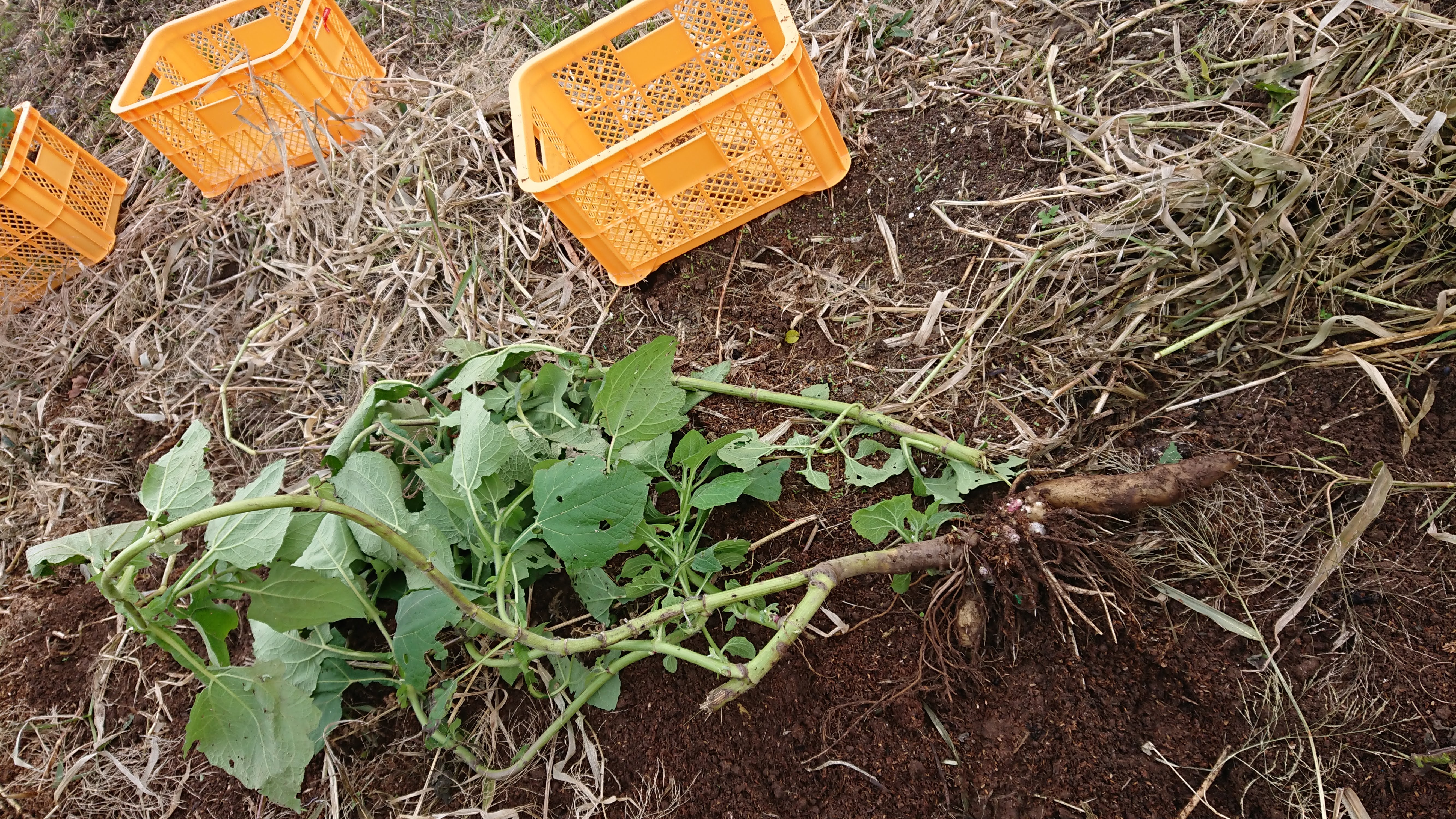2年目のヤーコンを半分掘り起こしました-2019-11-19