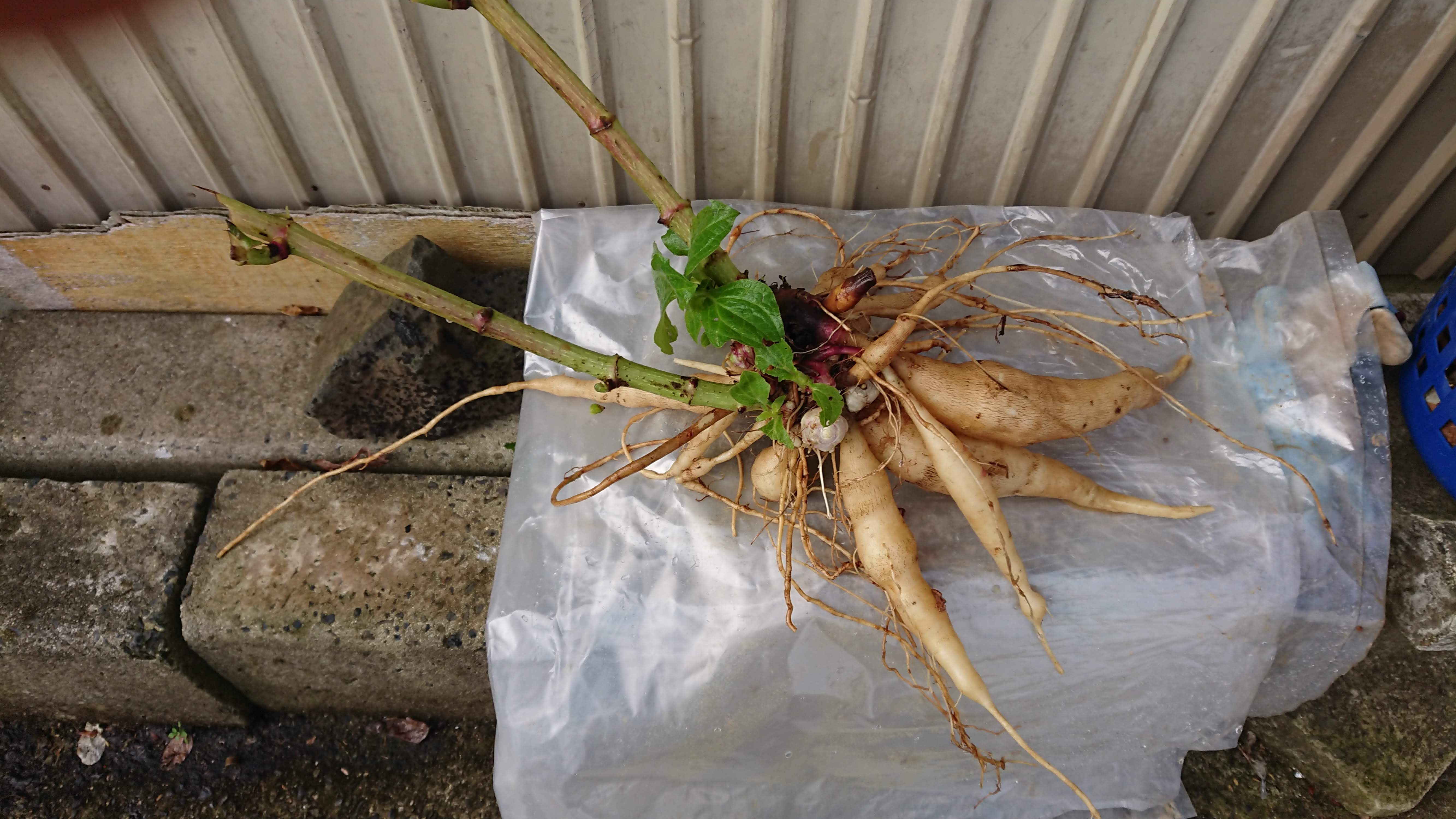 ヤーコンを1株掘り起こしてみました-2019-11-26