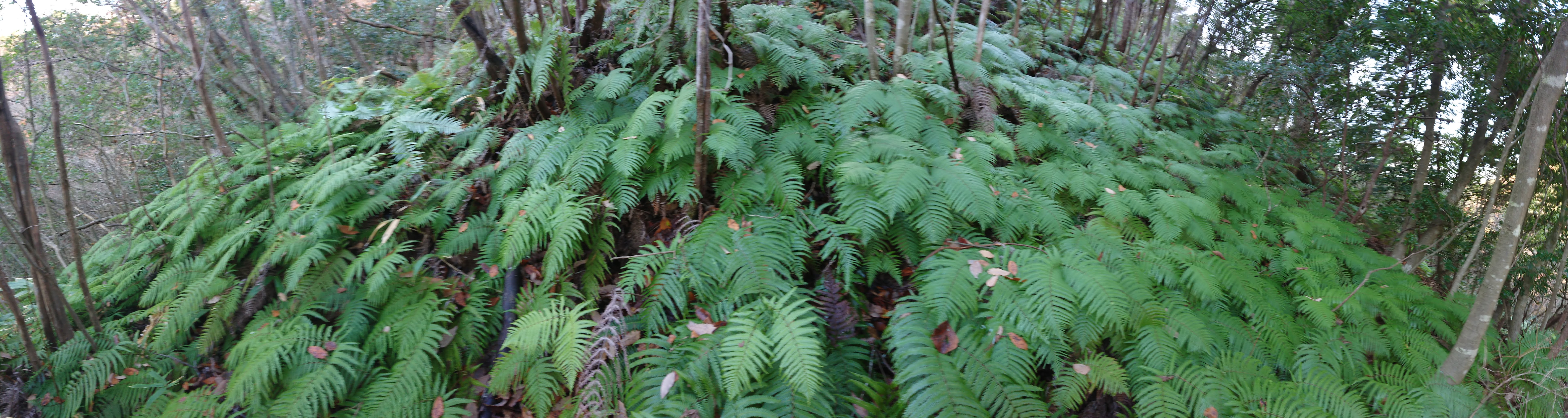 去年から金沢中央卸売市場さんから頼まれてウラジロ採取をやってます-2019-12-02
