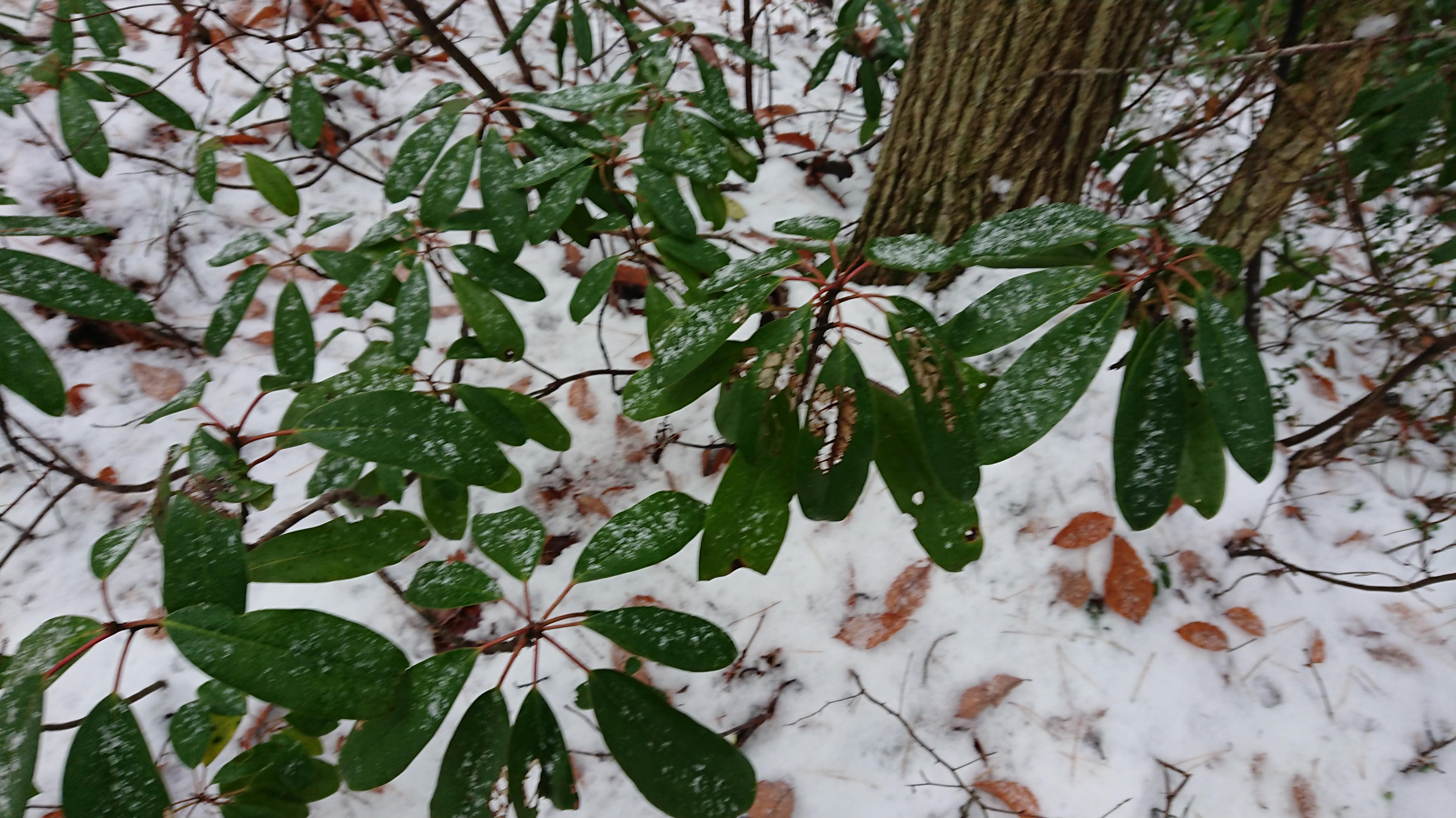 能登空港の近くですが、こっちもエゾユズリハでした-2019-12-07
