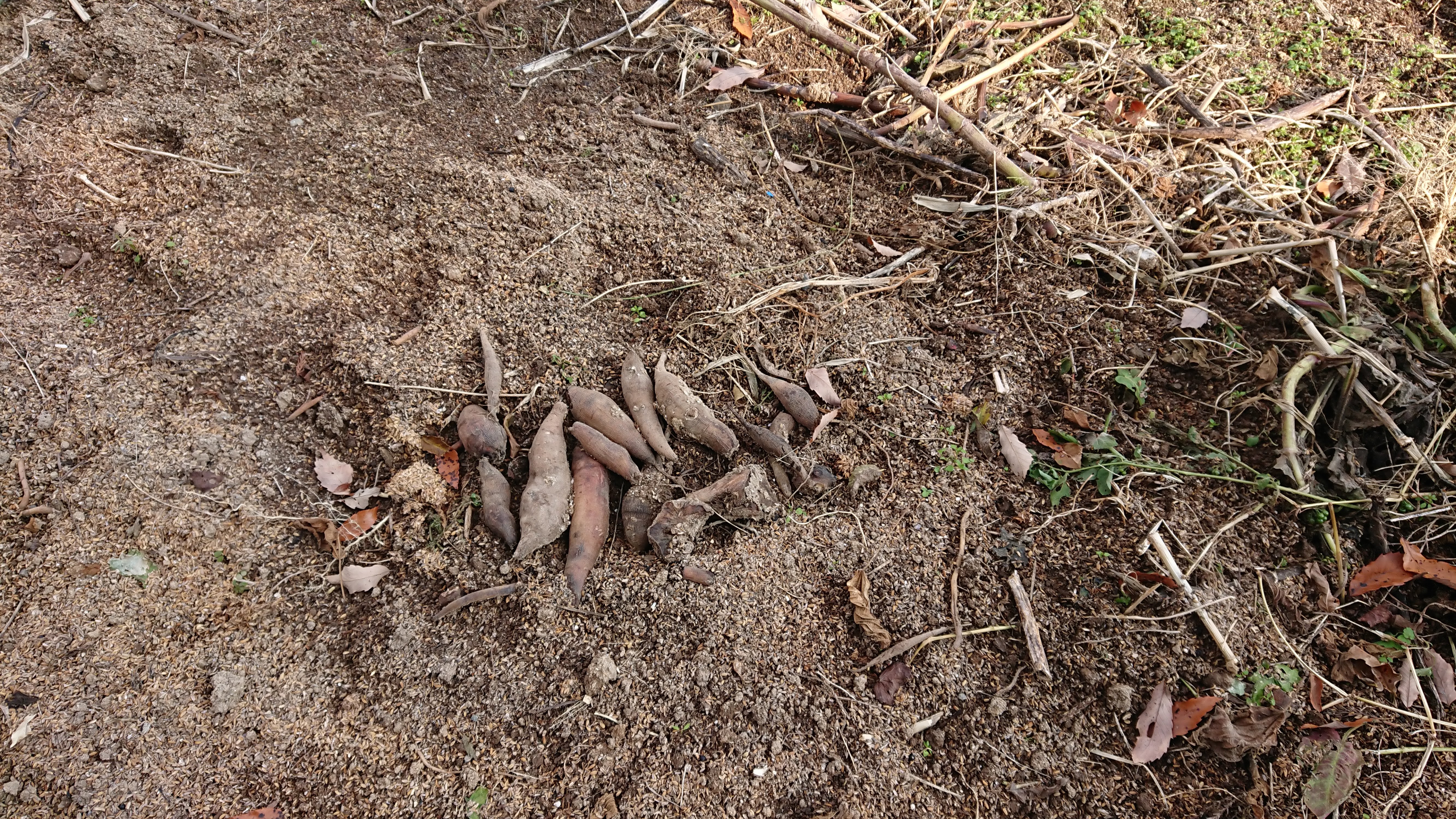 いのししが来ているけれどもヤーコンイモは食べなさそうです-2019-12-10