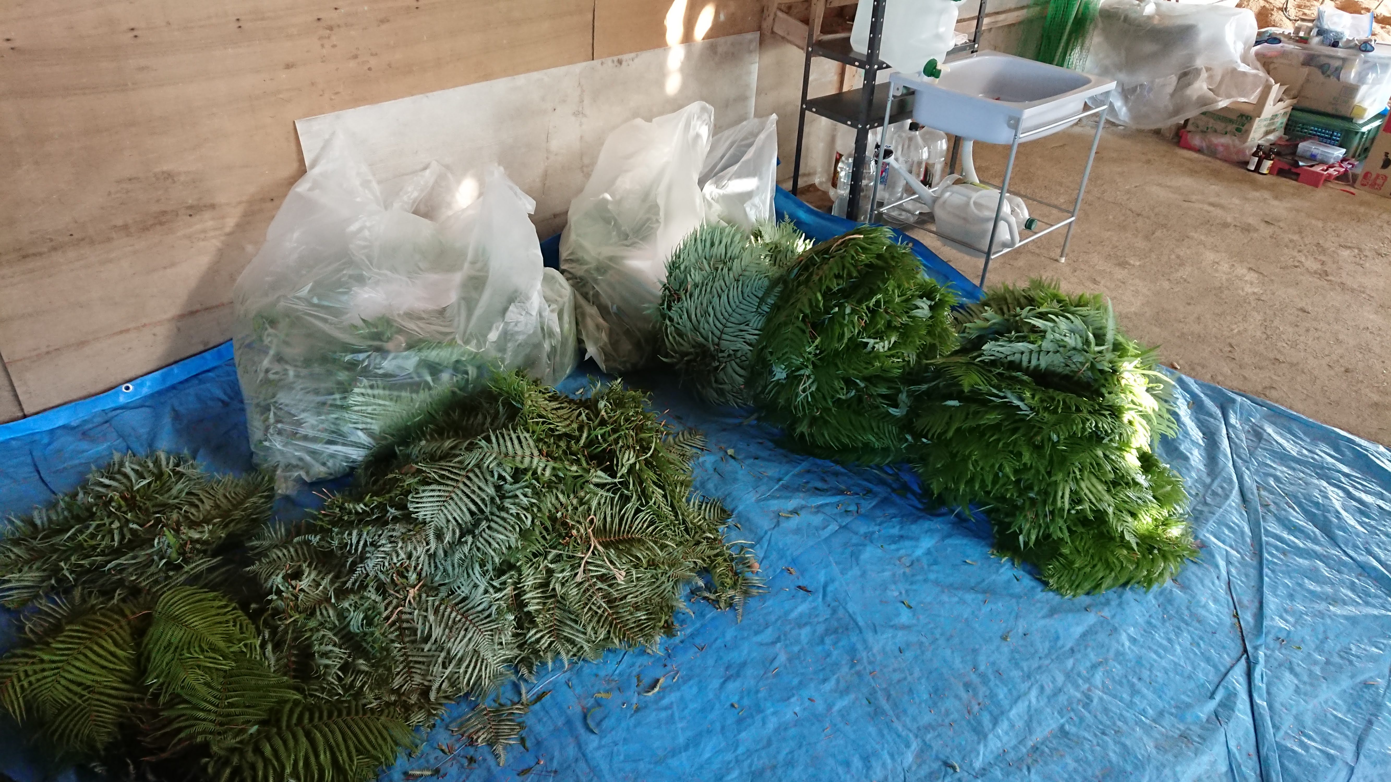 今朝の北國新聞にしめ飾りの記事が出ていました-2019-12-13