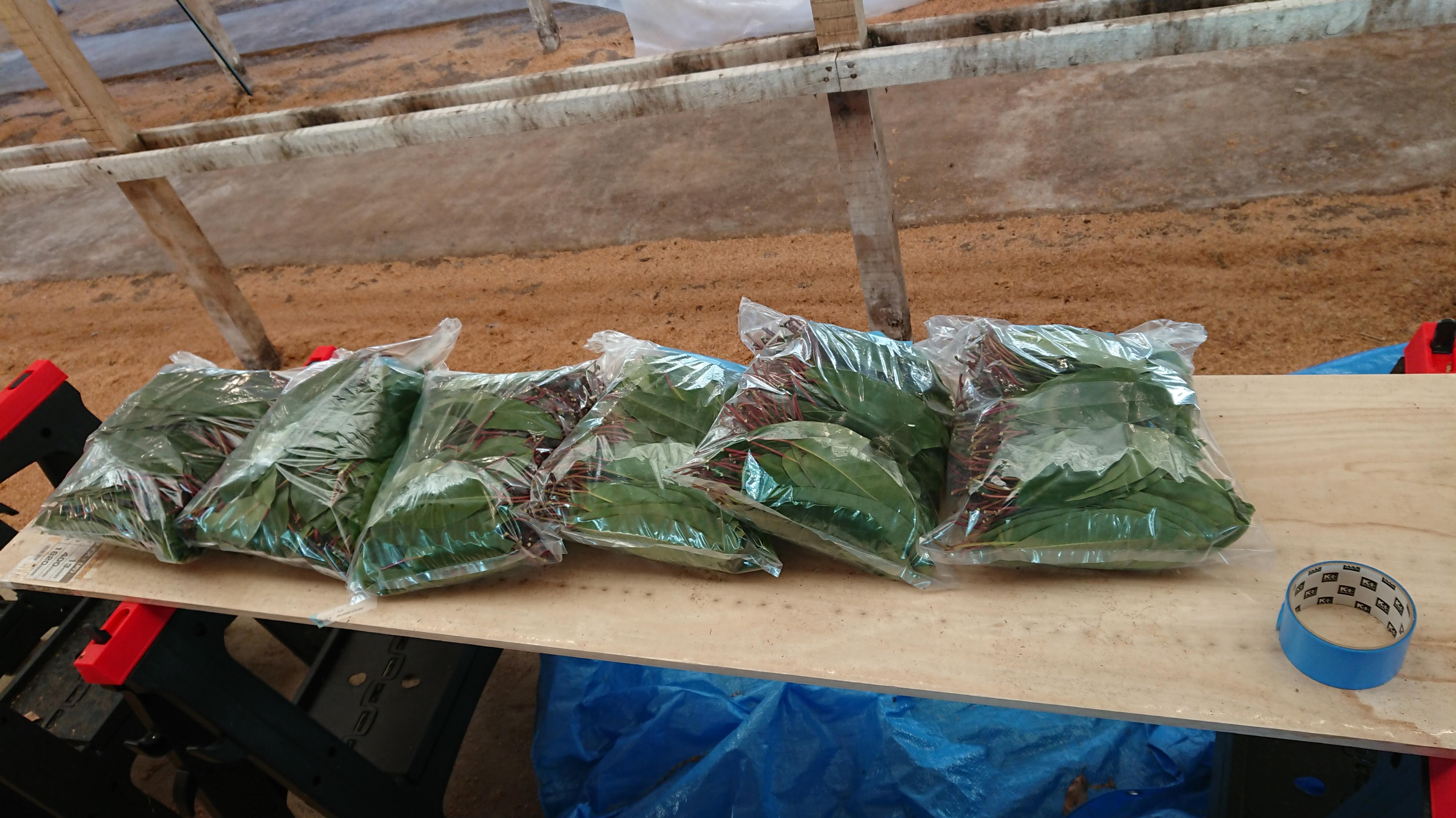 ユズリハも終わったぽい-2019-12-16