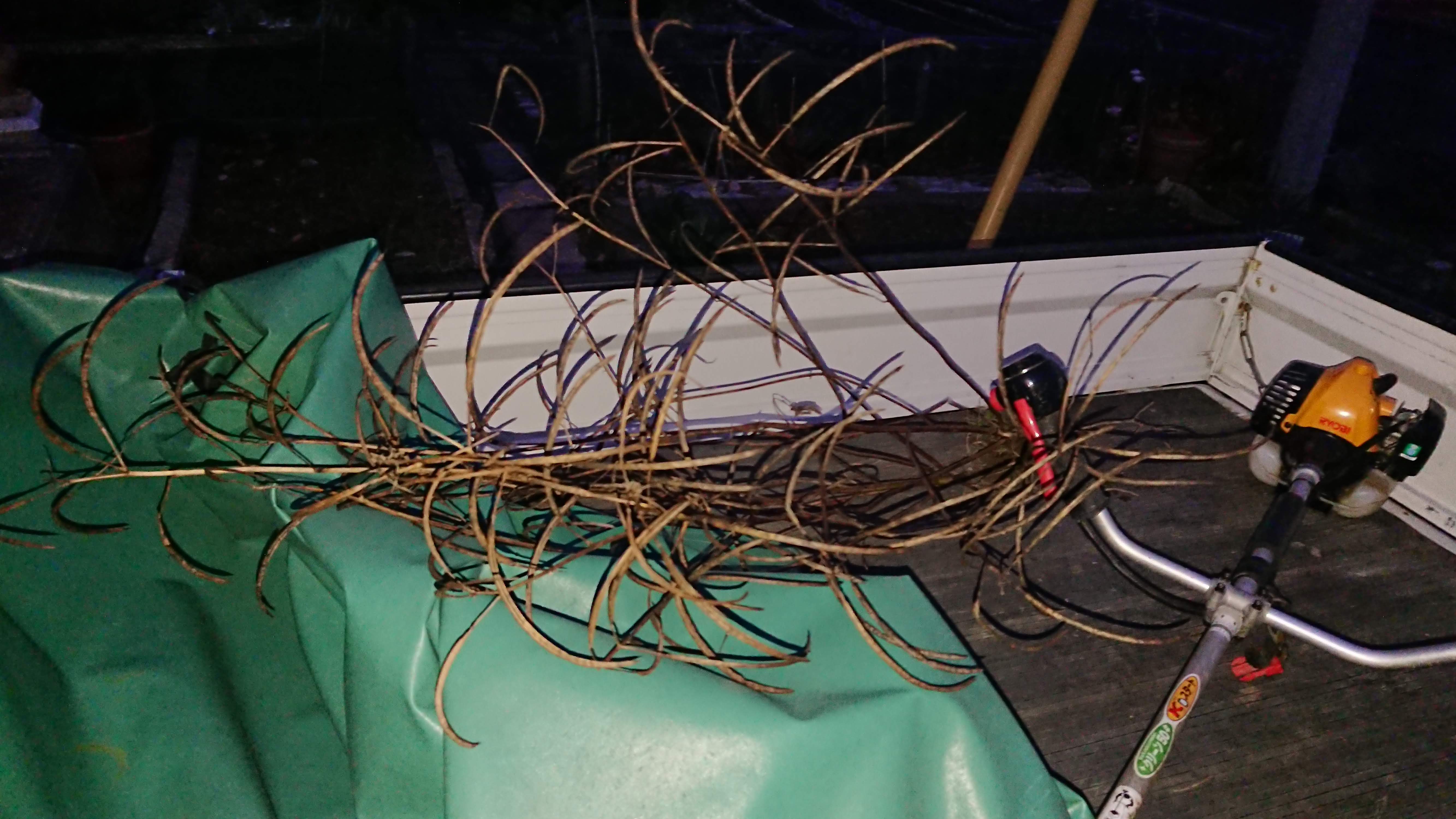 エビス草が１株だけ野生化できたので、収穫です-2019-12-25