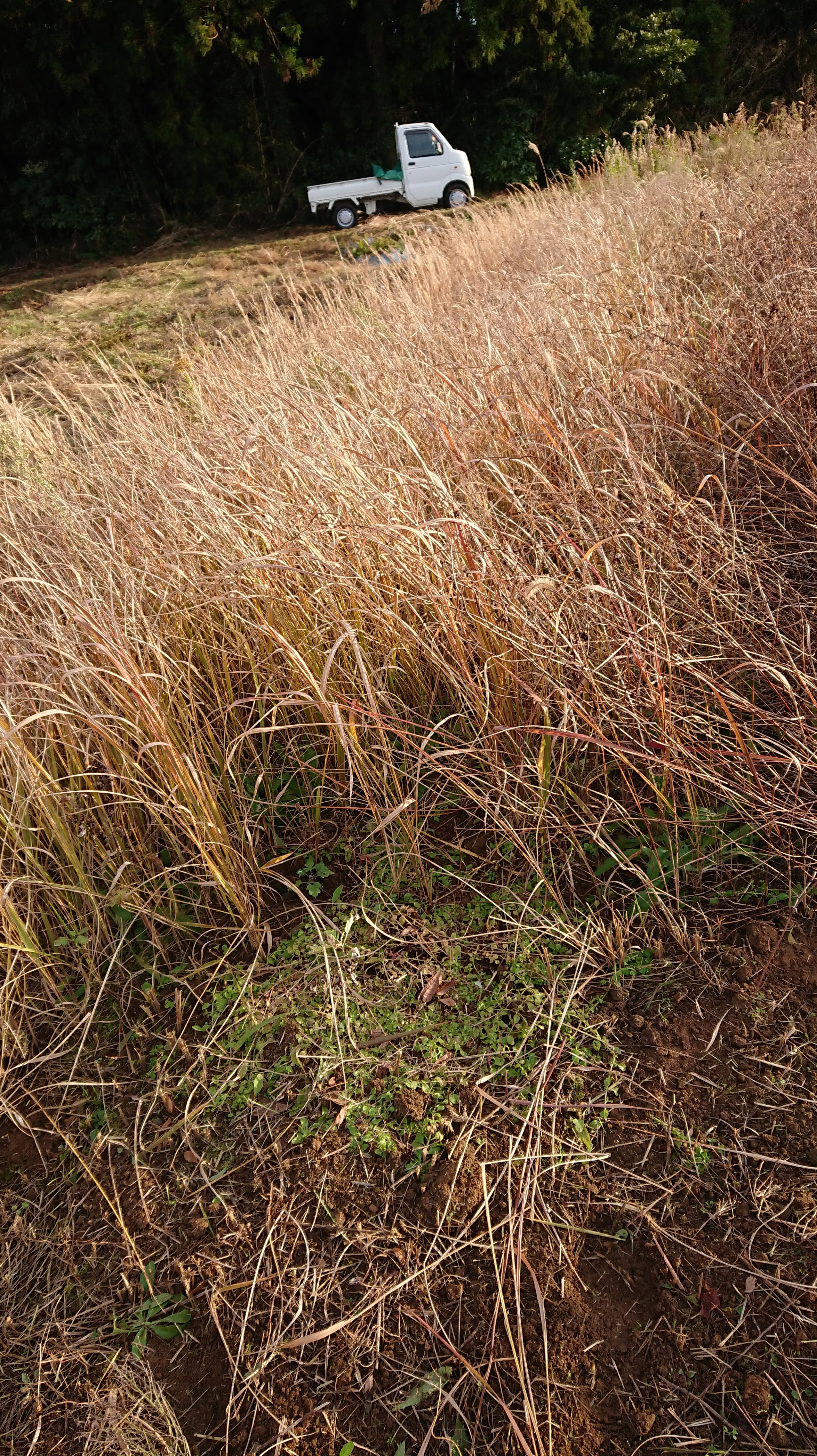 春にペニーロイヤルミントという地面にへばりつく毒性のあるミントを12株植えてみたけど9株生き残りました-2019-12-25