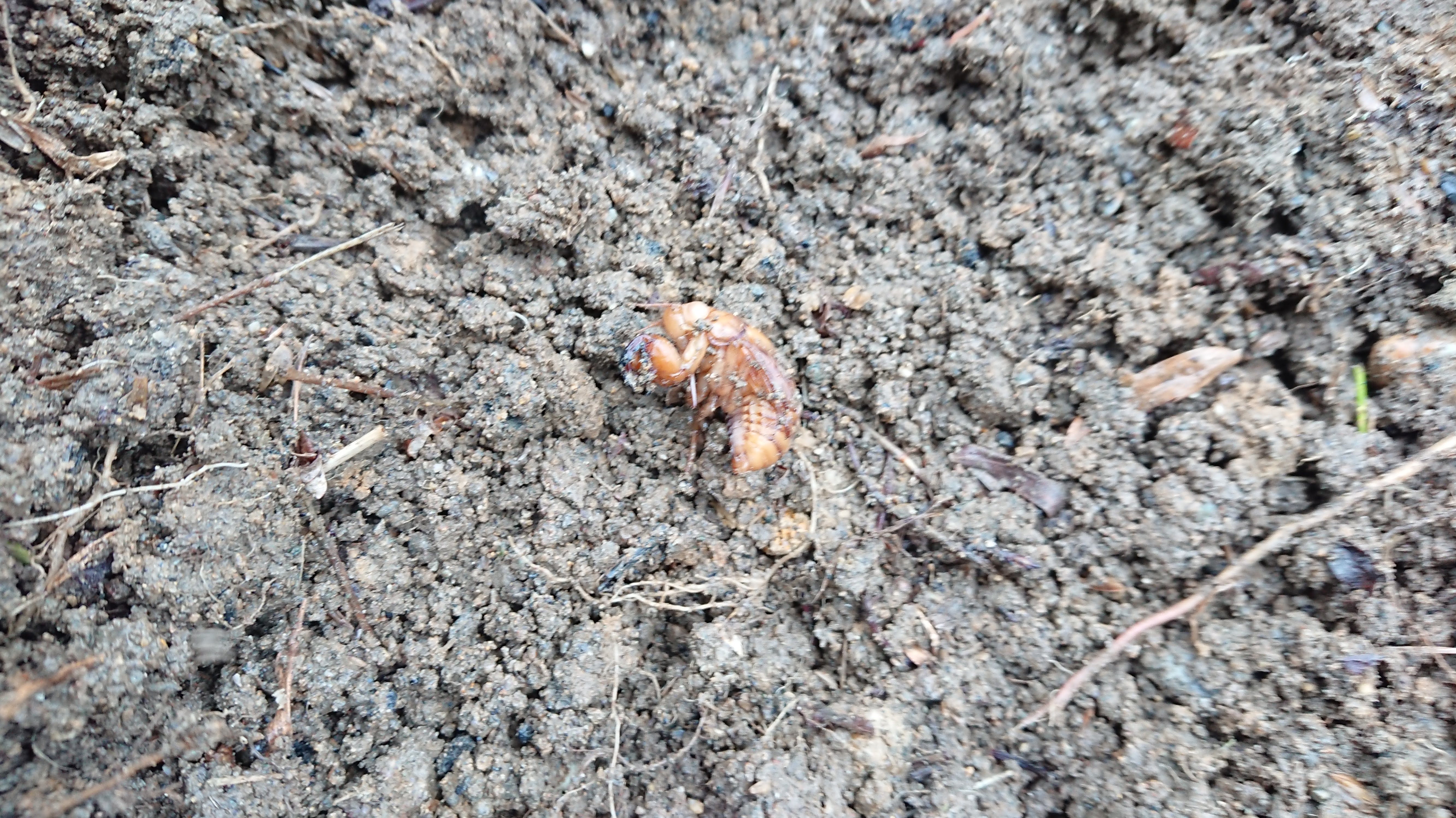 甲(かぶと)駅で今年も花だんを作成中・・・セミの幼虫が出てきて汗-2020-01-07