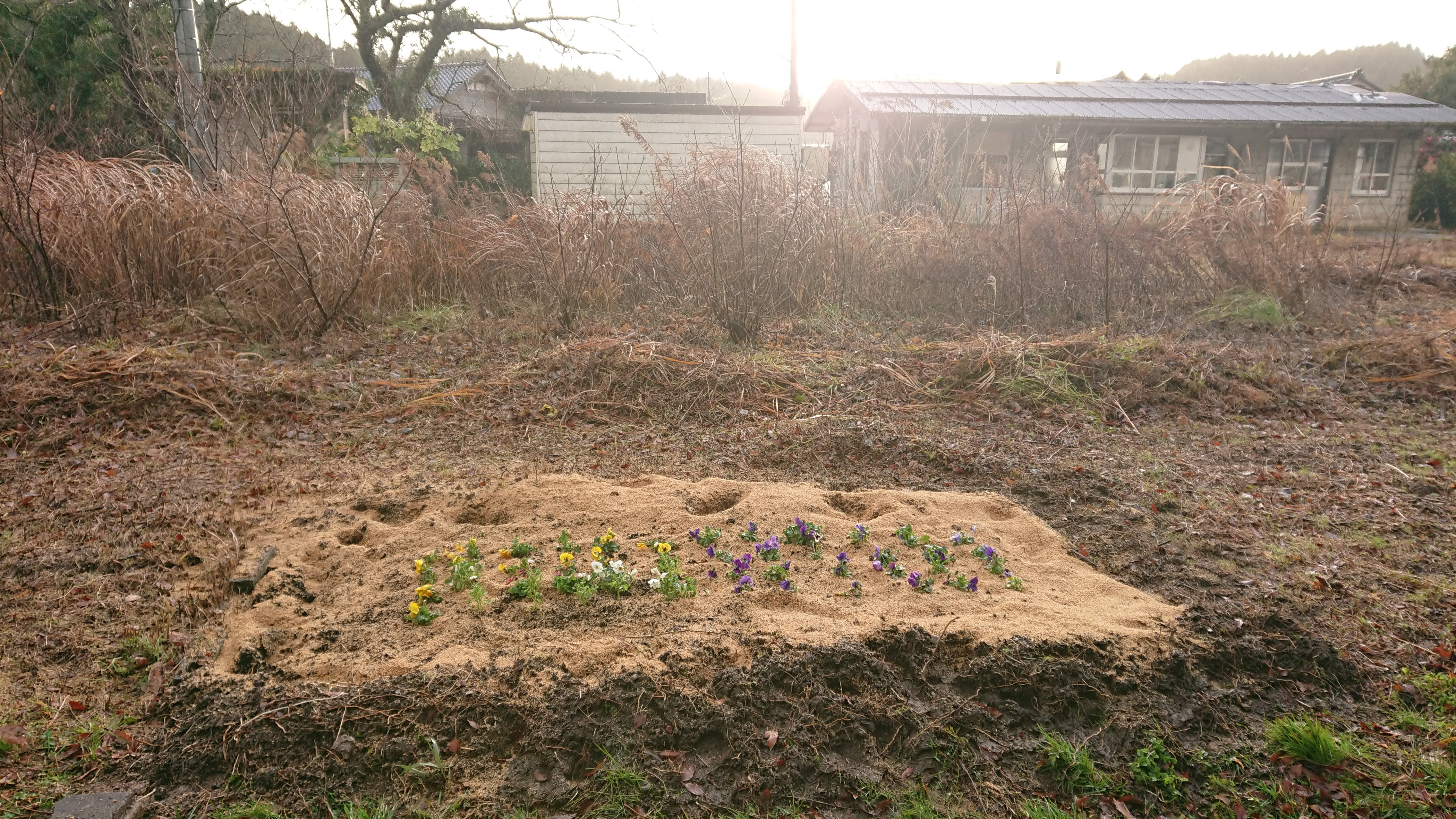 パンジーなどの花を植えつけました-2020-01-08