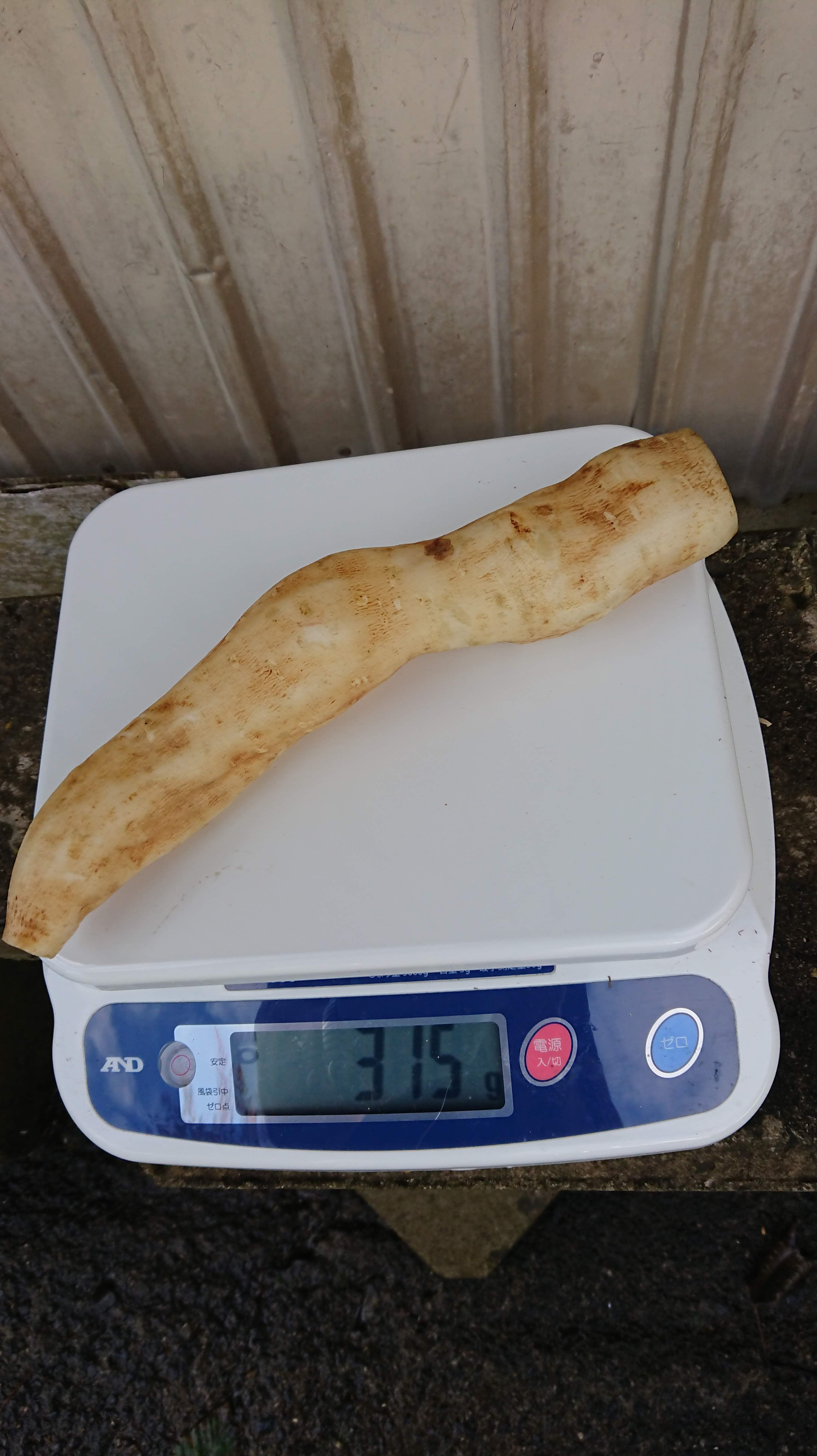 つくば分析センターにヤーコンのサンプルを送りました-2020-01-09