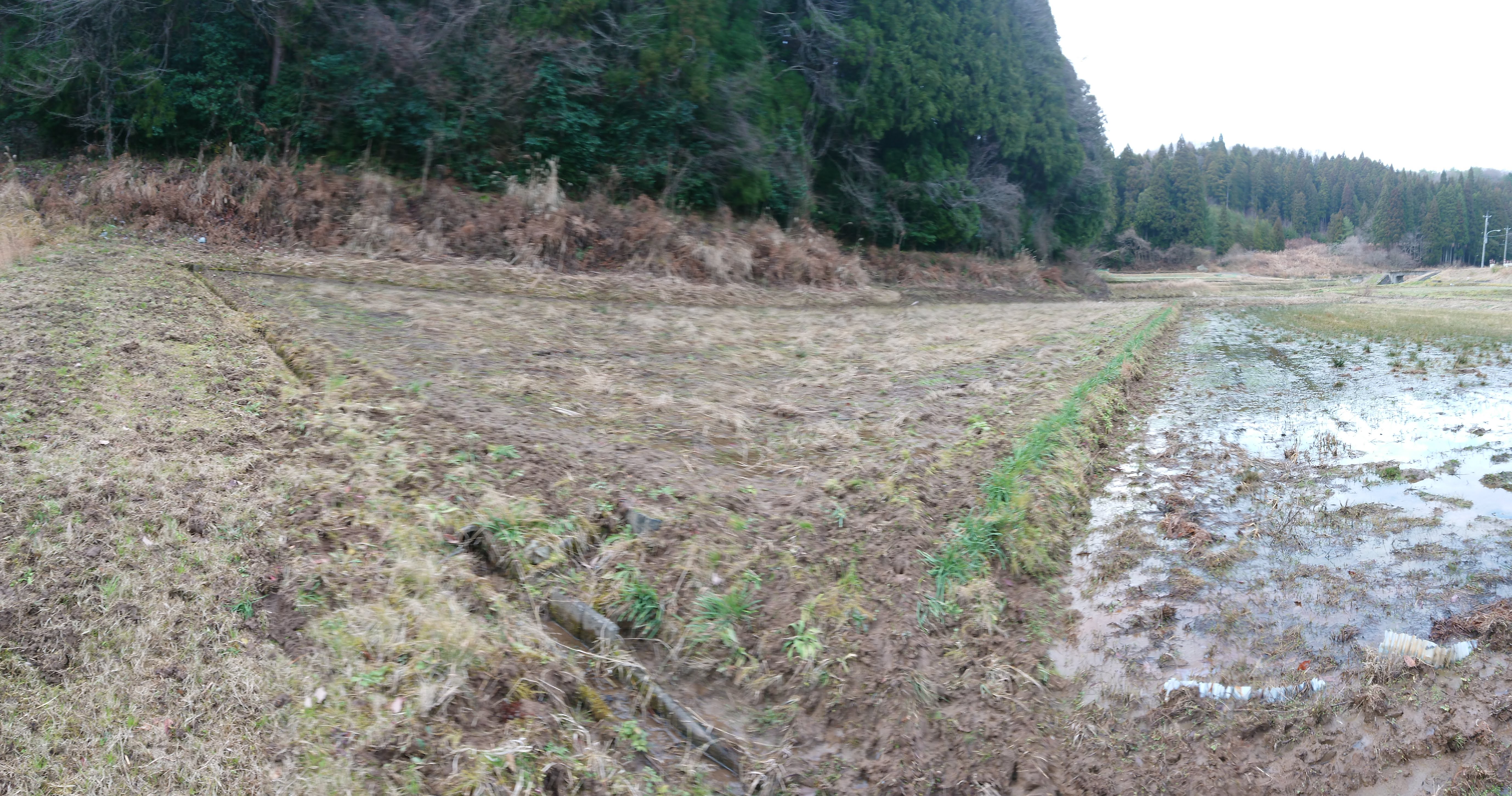 いのししが荒らしまくっていますが、彼岸花の列の土手だけは無傷です-2020-01-10