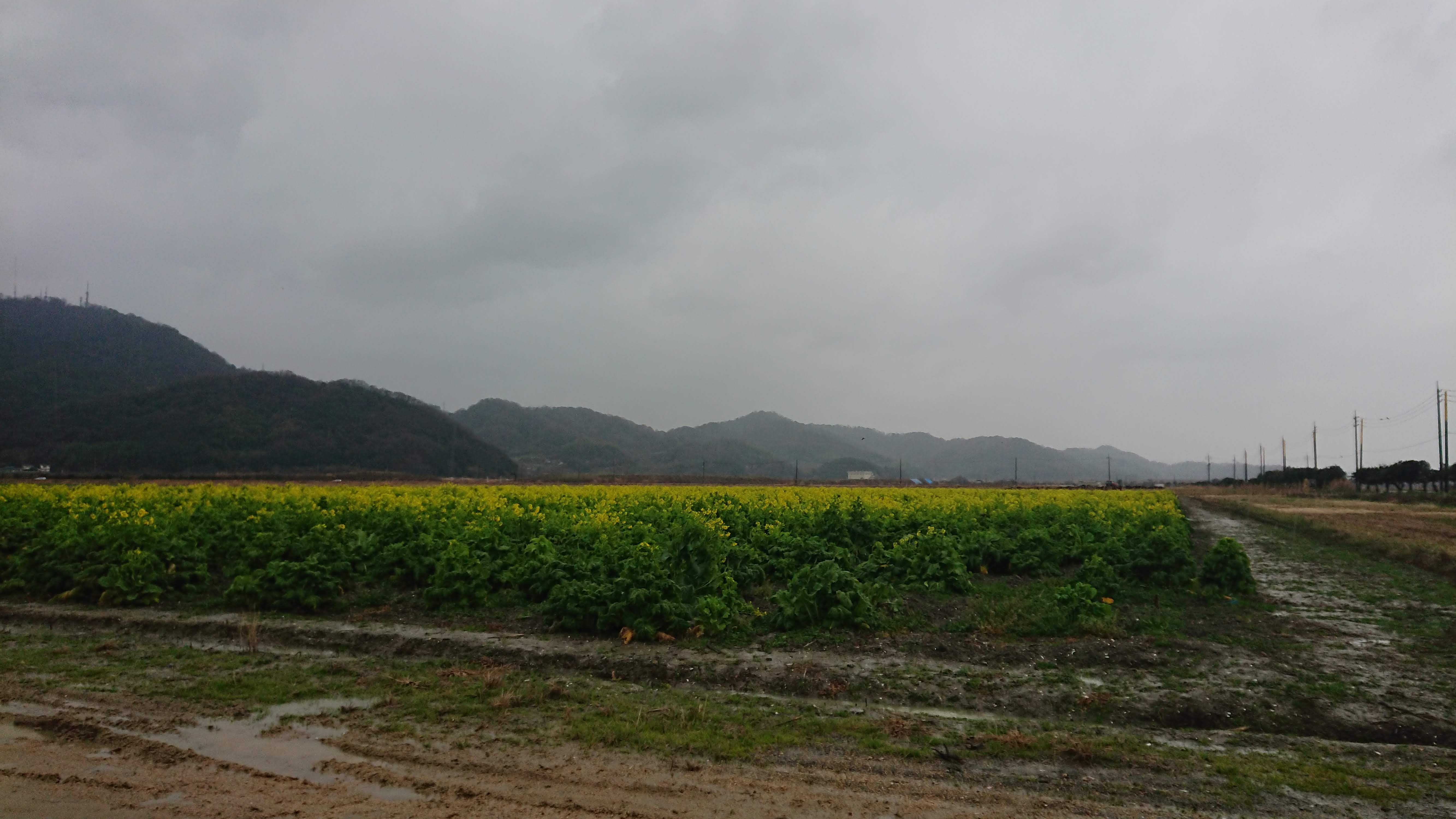 岡山県の道の駅笠岡ベイファームです。菜の花が咲いているので見に来ました-2020-01-27