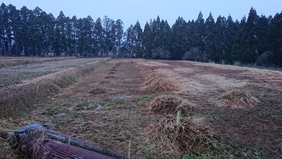2月8日のカキ祭りに行った後に草集めをしてました-2020-02-10