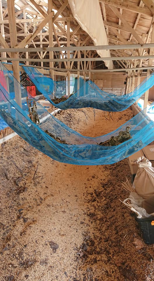 これから保存しているヤーコン持って岐阜県まで行ってきます