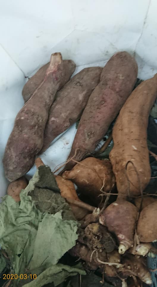 ヤーコンおやじさんのお店(三宅薬局)まで行きました-2020-03-10