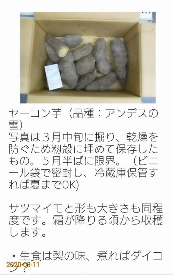 一般家庭での保存方法ですが、ヤーコンおやじさんのブログにはビニール袋で密閉して冷蔵庫に入れれば夏まで食べられるとあります-2020-03-11