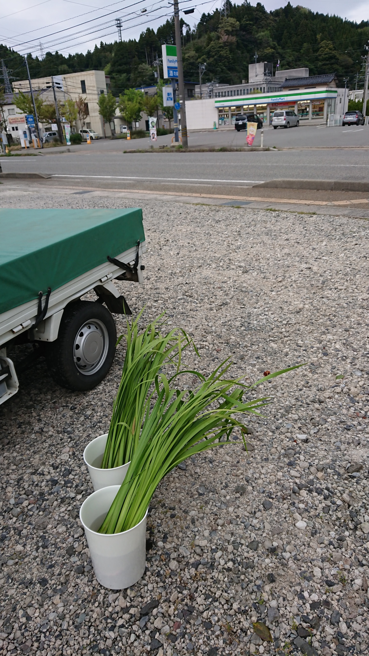 今年も森本石油さんに菖蒲（しょうぶ）を届けました-2020-05-04