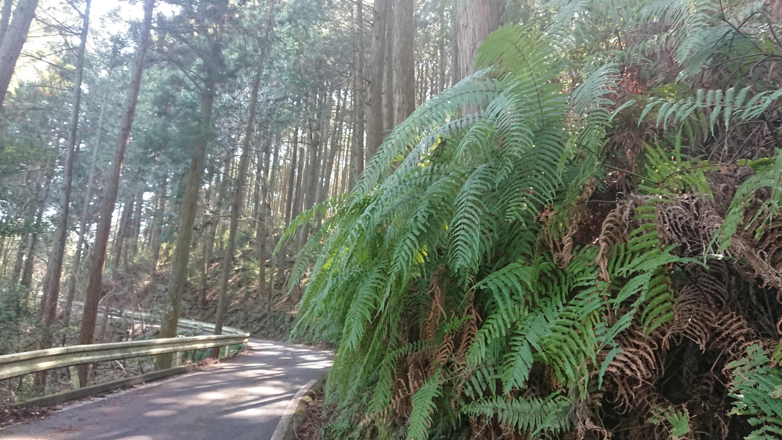 奈良県吉野山の入り口着きました-2020-03-19
