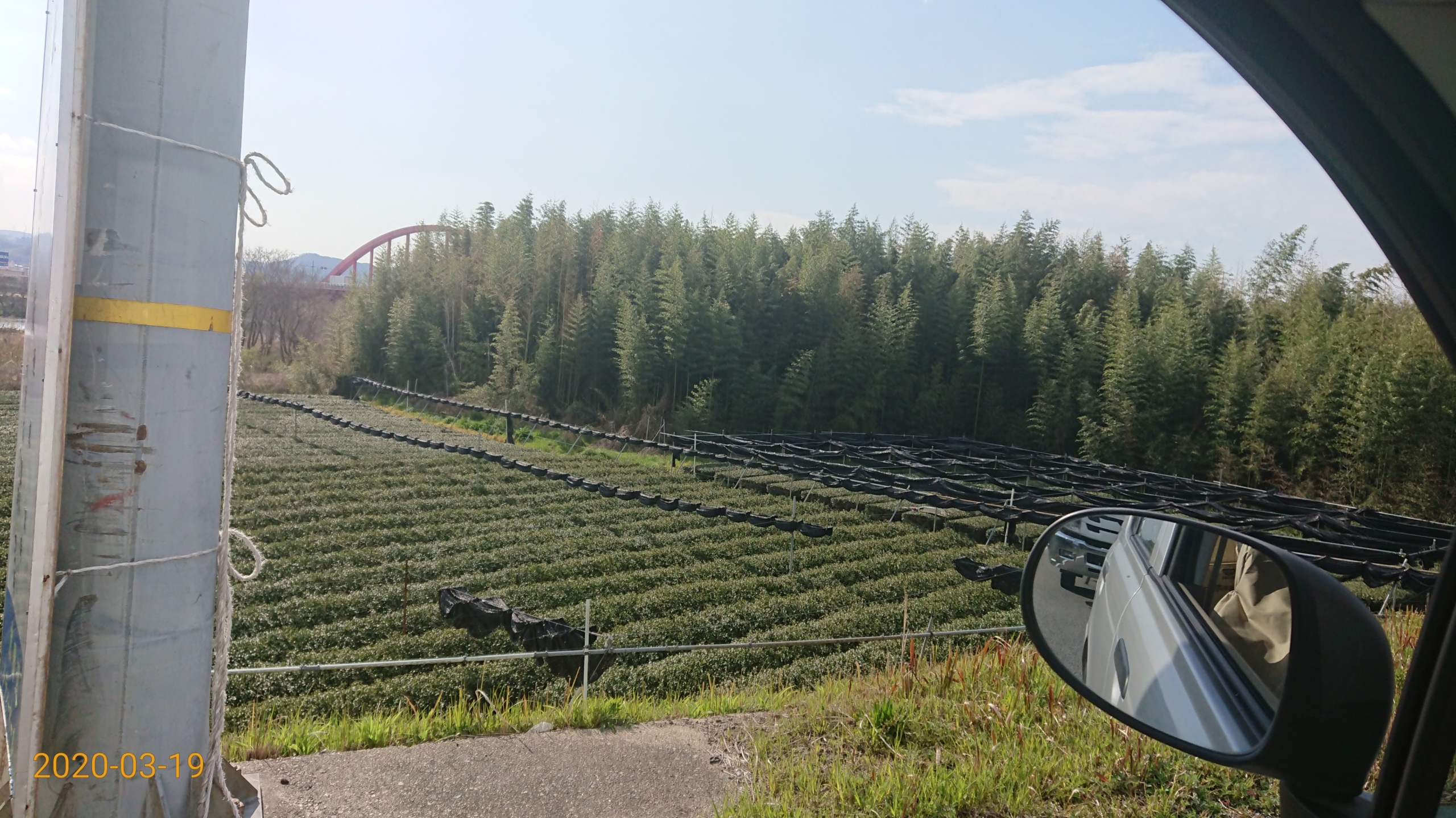 お茶の最高級品ができる栽培方法の覆下(おおいした)栽培-2020-03-19