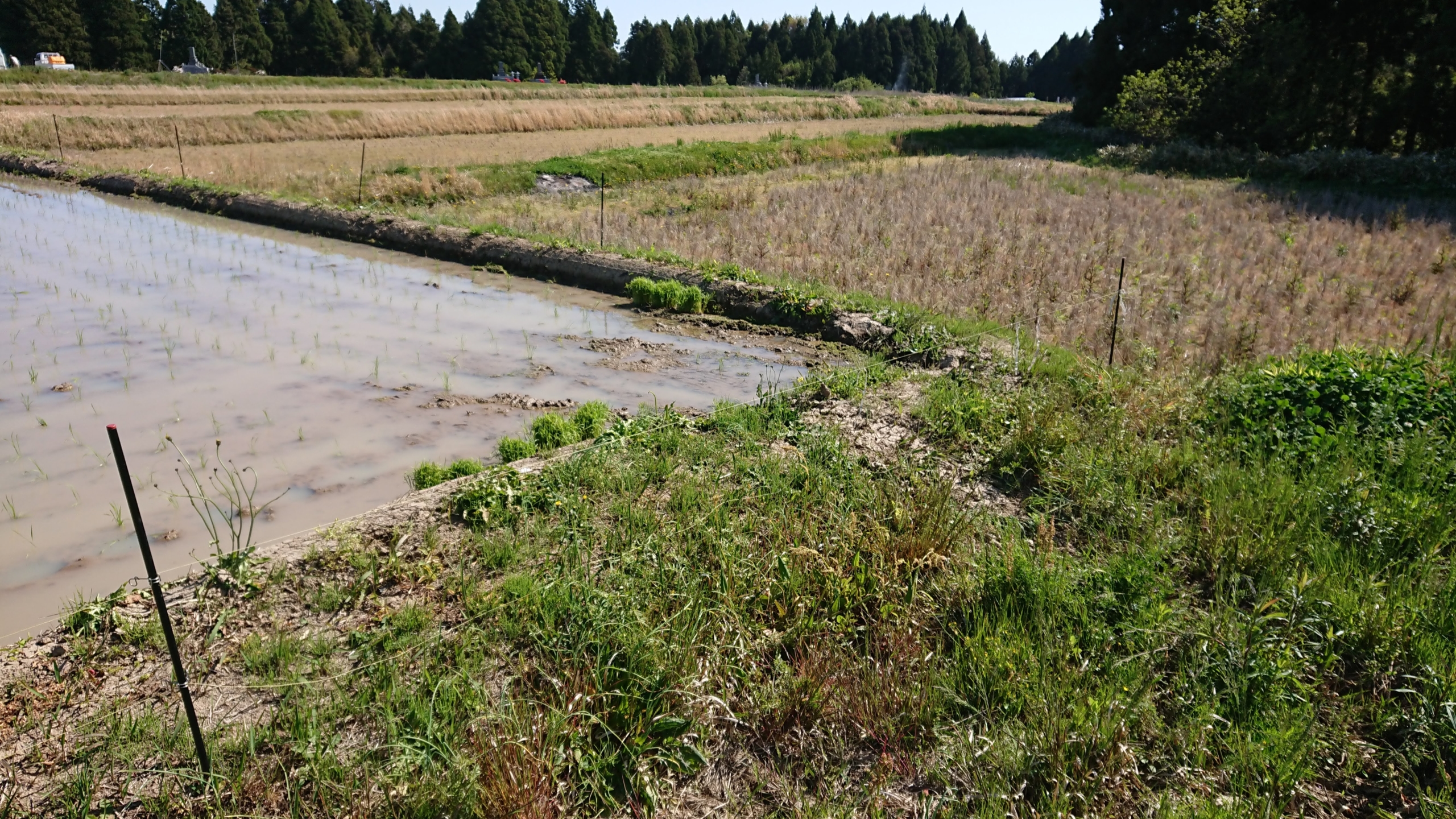 昨日5月7日(木)から草刈りしてる-2020-05-08