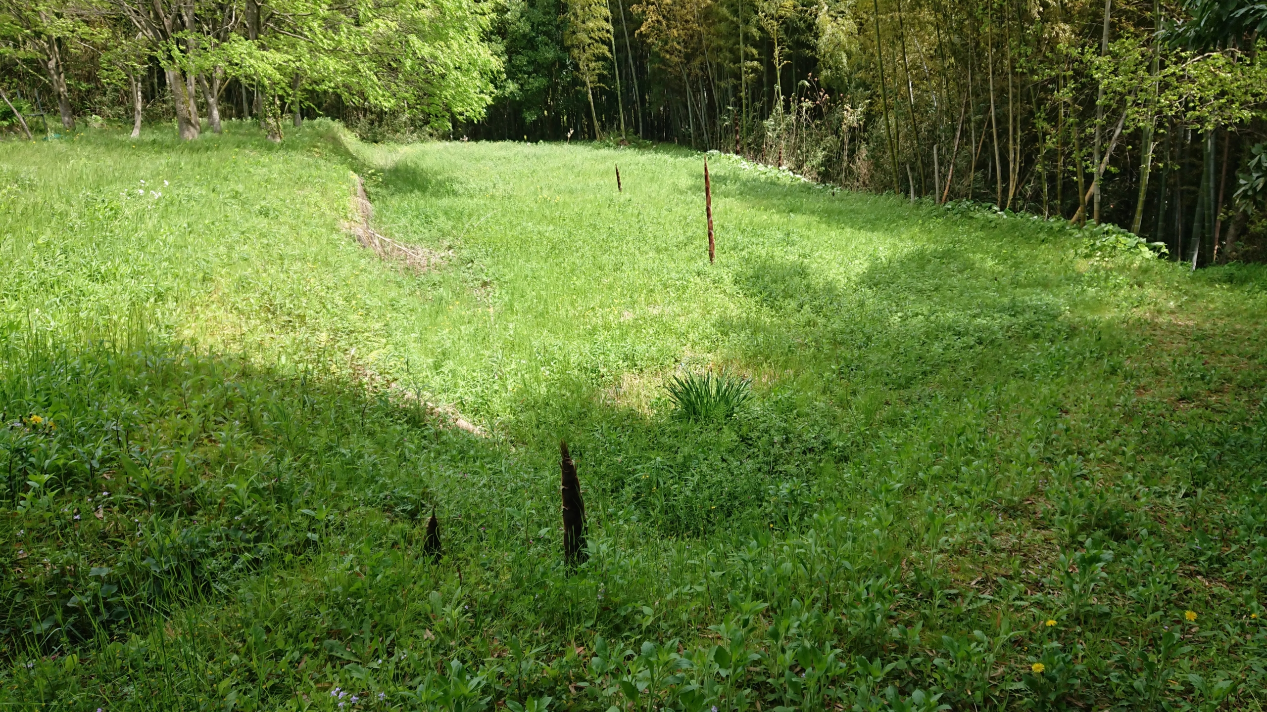 タケノコを気にせずに草刈りしてたら、壊れた-2020-05-11