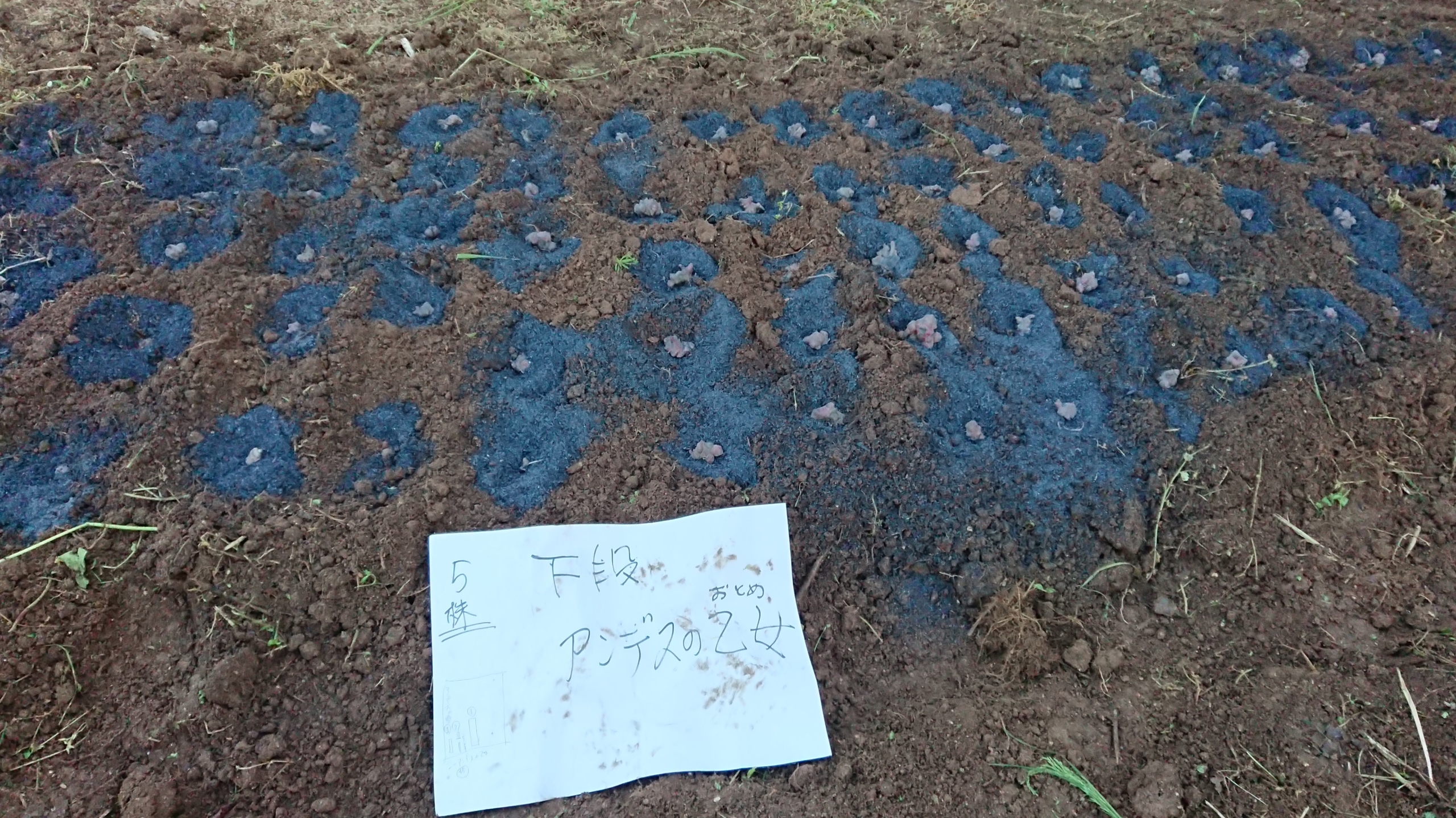 1ヶ月は遅れましたが、ヤーコンの種イモを分割して苗床に植えました-2020-05-12